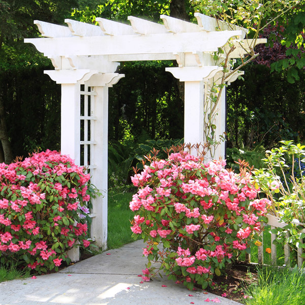 arbor